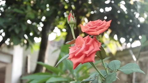 Red Roses Swaying in the Wind Stock Footage 274802275