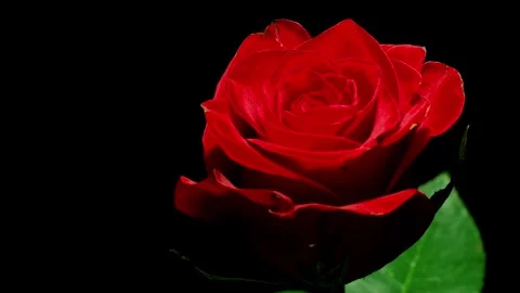 Red Roses Time-lapse Stock Footage 273837865