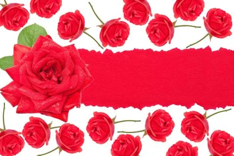 Red roses with torn paper Stock Photos