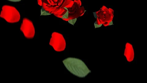 Red Roses Transitions Stock Footage 121091286
