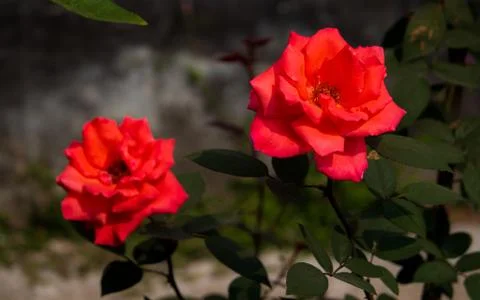 Red roses in a tree Stock Photos