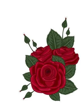 Red roses vector illustration on white Stock Illustration