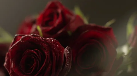 Red roses with water drops Video stock 65870810