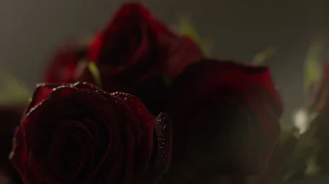 Red roses with water drops 스톡 동영상 65870931