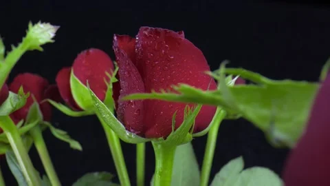 Red Roses with water drops. Stock Footage 153868972