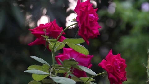 Red roses waving in the breeze. Video stock 94896340