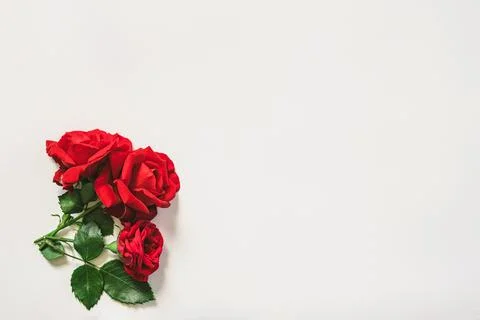 Red roses on white background. Flat lay, top view, copy space Stock Photos