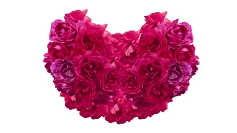 Red Roses on white background Stock Footage 146610186