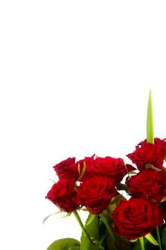 Red roses on a white background Stock Photos