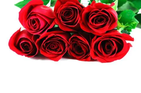 Red roses on white background Stock Photos