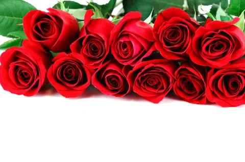 Red roses on white background Stock Photos