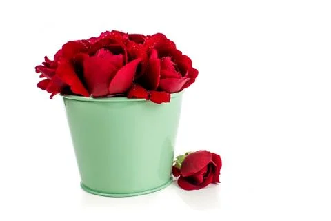 Red roses on white background Stock Photos