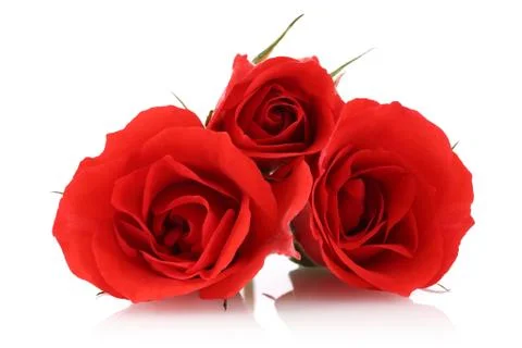 Red roses on white background 写真素材