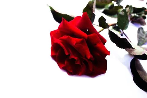 Red roses on a white background Stock Photos