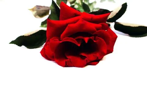 Red roses on a white background Foto stock
