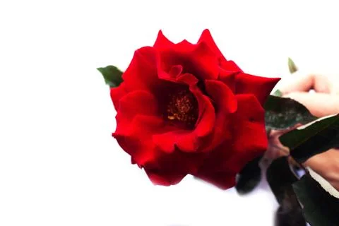 Red roses on a white background Foto stock