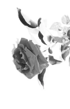 Red roses on a white background Foto stock