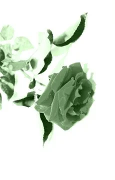 Red roses on a white background Stock Photos