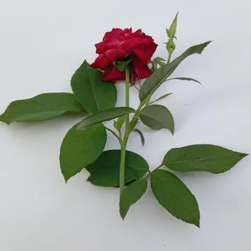 Red roses on a white background Стоковые фото