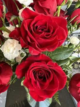 Red, Roses, White, carnation, close up Foto stock