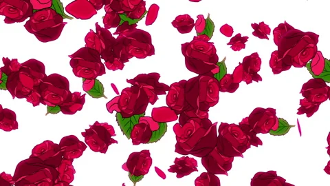 Red Roses on White Stock Footage 244661208
