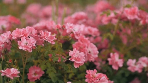 Red roses on the wind Stock Footage 79595287