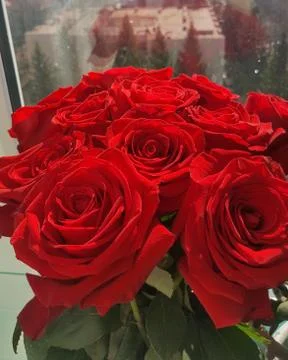 Red roses by the window Stock Photos