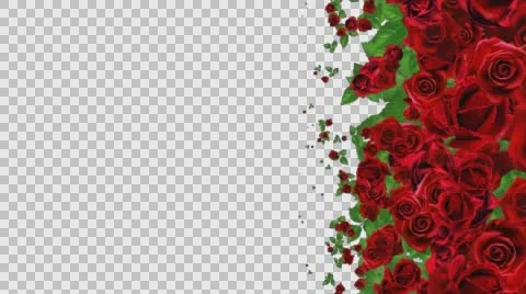 Red Roses Wipe Transition with alpha channel Stock Footage 63974845