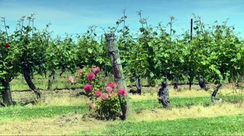 Red Roses_HD Stock Footage 10563852