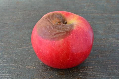 Red rotten apple close up Fotos de archivo