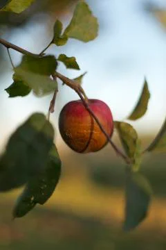 Red rotten apple Stock Photos