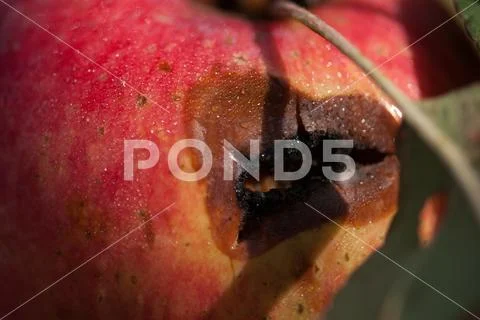 Red rotten wet Apple on a branch , selective focus macro shot with shallow DOF Stock Photos