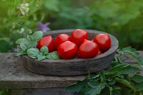 Red round tomatoes that have a thin tip. Pepper shaped tomatoes in a wooden b Stock Photos
