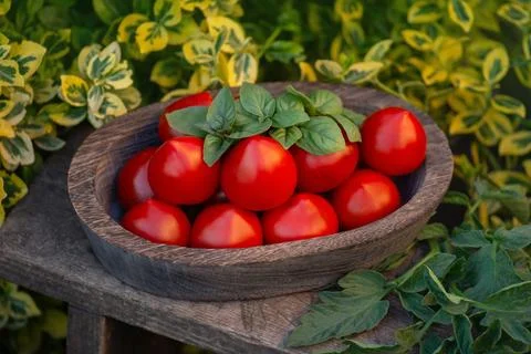 Red round tomatoes that have a thin tip. Pepper shaped tomatoes in a wooden b Stock Photos