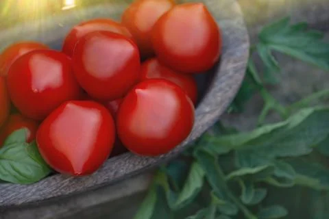 Red round tomatoes that have a thin tip. Pepper shaped tomatoes in a wooden b Fotos de archivo