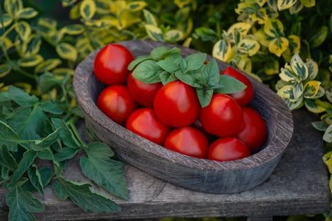 Red round tomatoes that have a thin tip. Pepper shaped tomatoes in a wooden b Stock Photos