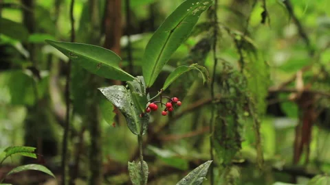 Red Rounded Forest Fruits 2, Schwaner Muller Mountains, Borneo Stock Footage 142851940