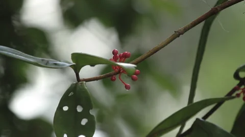 Red Rounded Forest Fruits 4, Schwaner Muller Mountains, Borneo Stock Footage 142852168