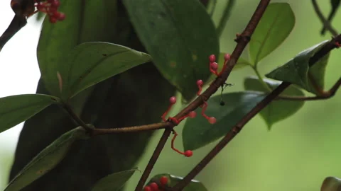 Red Rounded Forest Fruits Orbiting, Schwaner Muller Mountains, Borneo Stock Footage 142852143