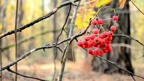 Red rowan in the autumn forest Stock-Footage 142187359