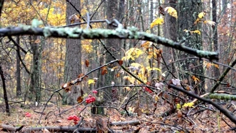Red rowan in the autumn forest Stock-Footage 142466847
