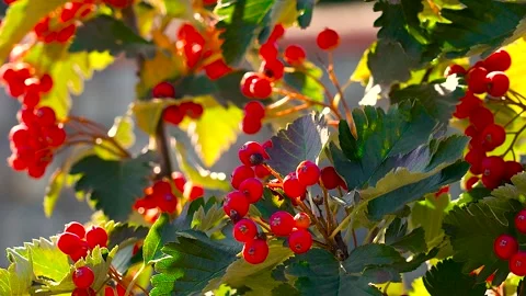 Red rowan berries in autumn sunlight. 스톡 동영상 341110106