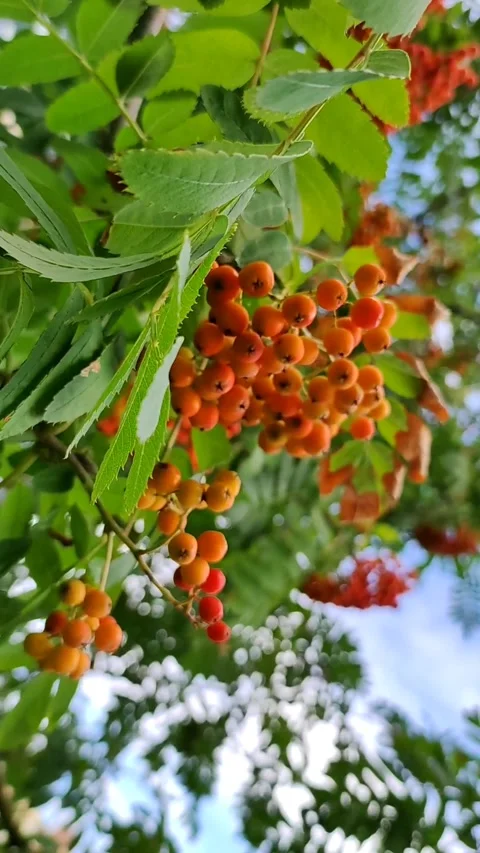 Red rowan berries on a background of blue sky and green leaves on a sunny day Stock Footage 158595202