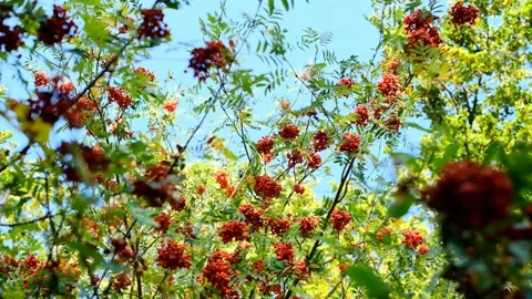 Red rowan berries on blue sky background. Rowan bush. Beautiful autumn nature. Stock Footage 155757845