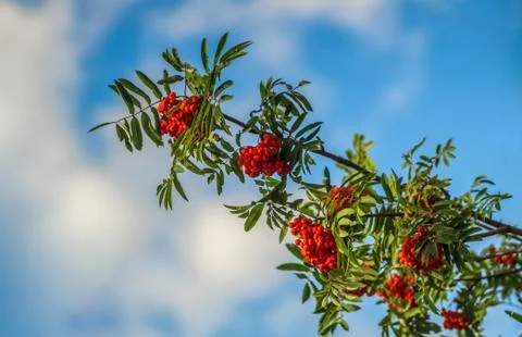 Red rowan berries on the branches of tree and green leaves against a blue sky Stock Photos