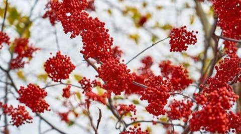 Red rowan berries on branches without leaves on a blurred background Foto stock