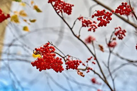 Red rowan berries on branches without leaves on a blurred background Stock Photos