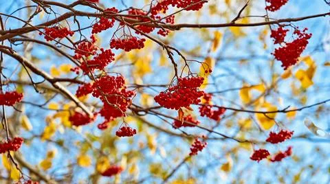 Red rowan berries on branches without leaves on a blurred background Stock Photos