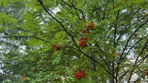 Red rowan berries in clusters on green branches of a mountain ash tree Stockbeeldmateriaal 341510306
