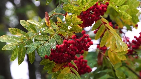 Red rowan berries Stock Footage 117113125